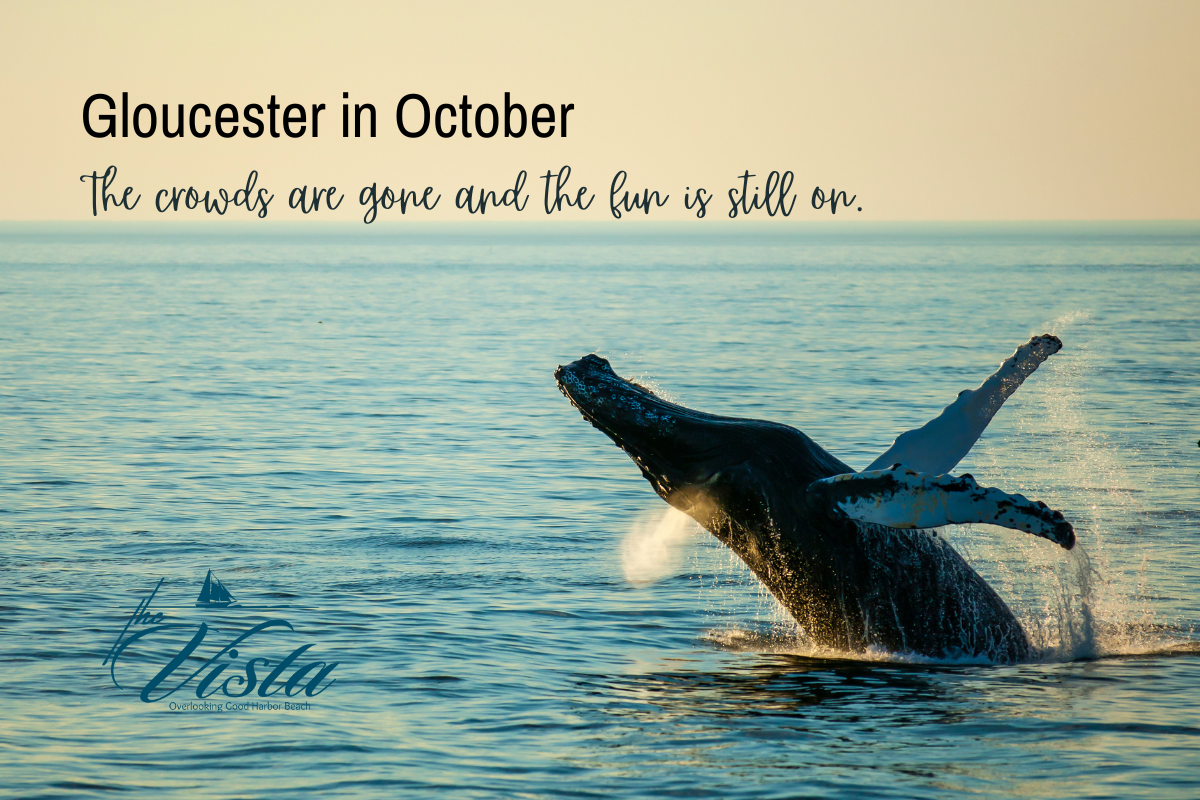 Fall in Gloucester is a perfect time for a whale watch and other events in the Gloucester and Cape Ann area.
